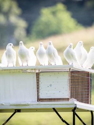 Weiße Tauben: 